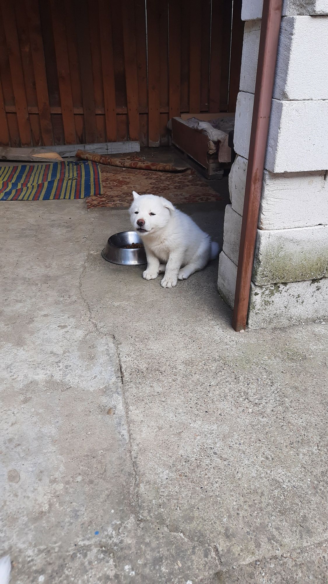 Akita Inu japonez