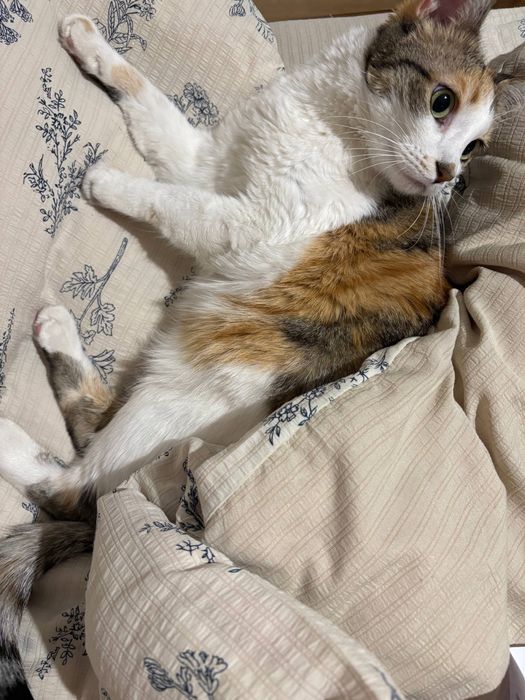 Uy mushugi 3 ta rangli