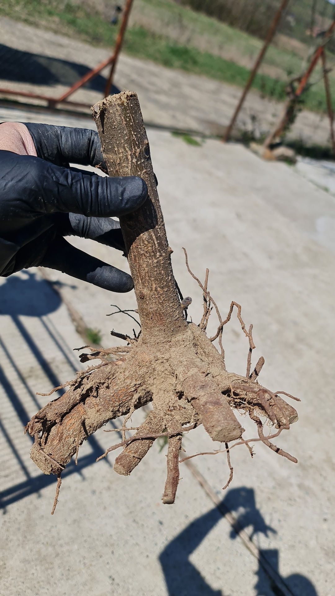 Paulownia imperial