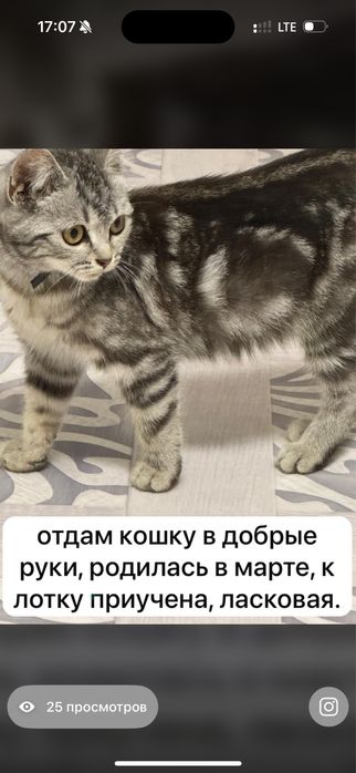 Отдам кошку в добрые руки