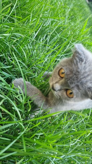 Skottish fold juda chiroyli