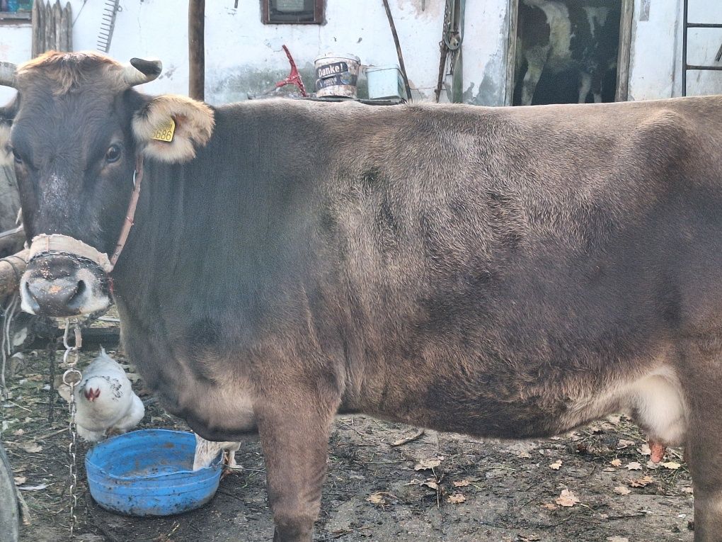 Vând Vaca bună de lapte