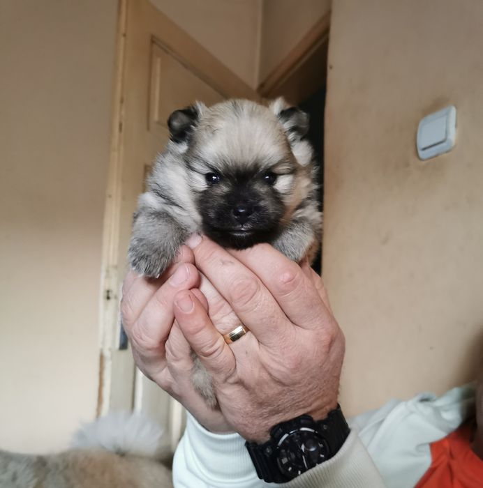 Померан, момиче.