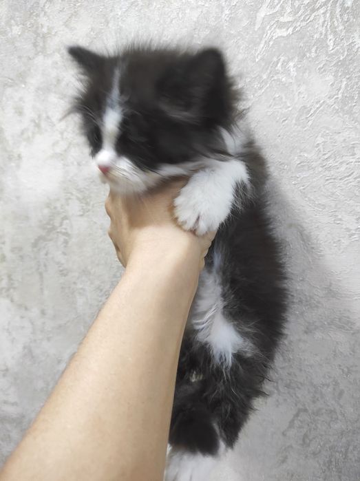 Продаю скоттиш страйт