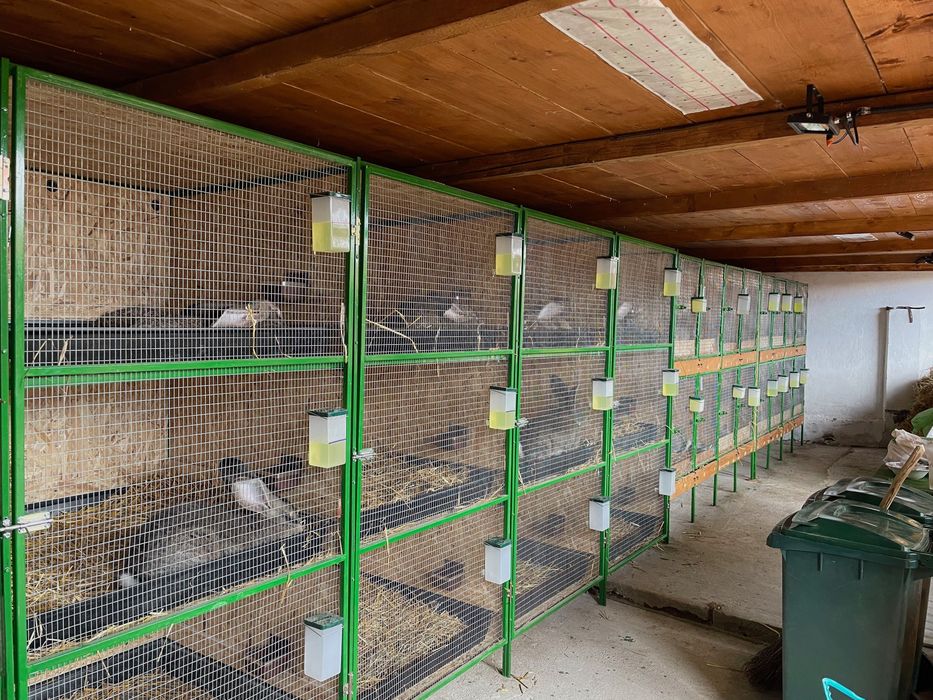 Iepuri Urias German adulti si pui