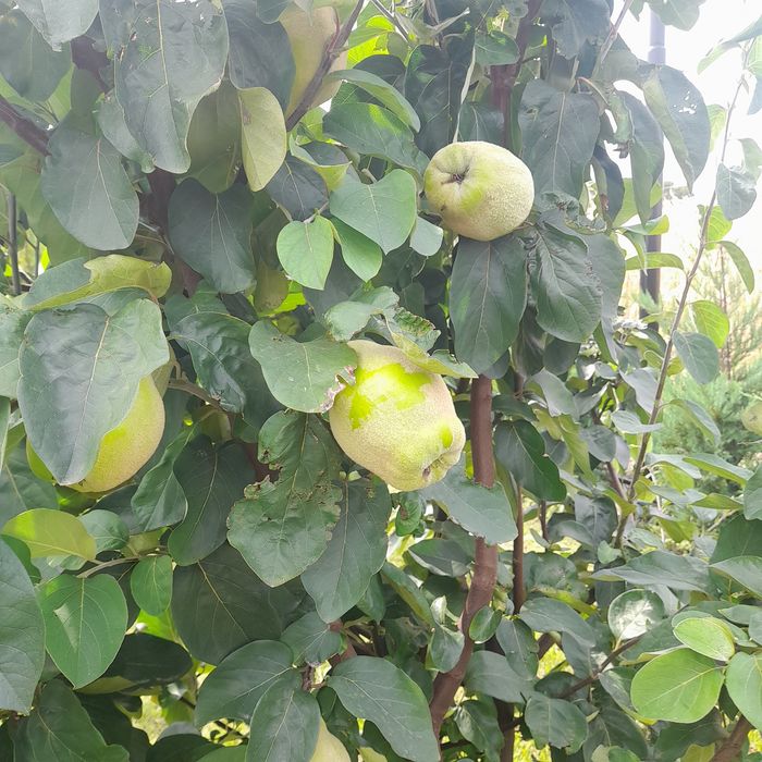 Pomii fructiferi