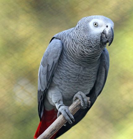 Vand papagal jako ( mascul ) varsta 1,5 luni foarte cuminte !