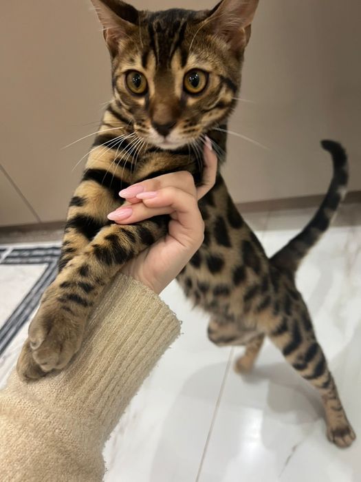 Бенгальский котенок