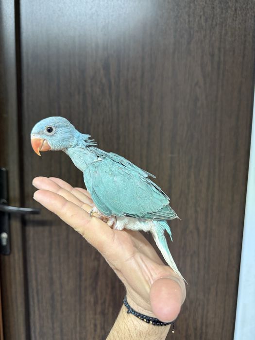 Papagali vorbitori Micul Alexandru Alexander