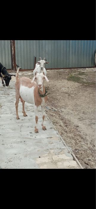 Сүтті ешкі сатылады 1-ші тума нубиский порода