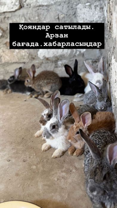 Коян сатылады домашный