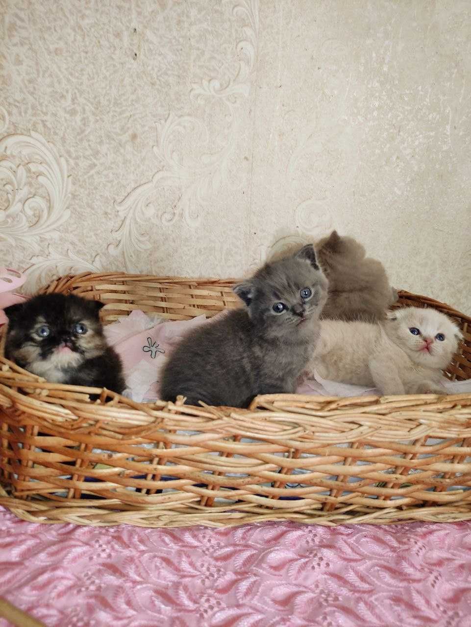 Продаются  шикарные шотландские котята.