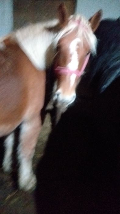 Vand 4 iepe si 4 manzi