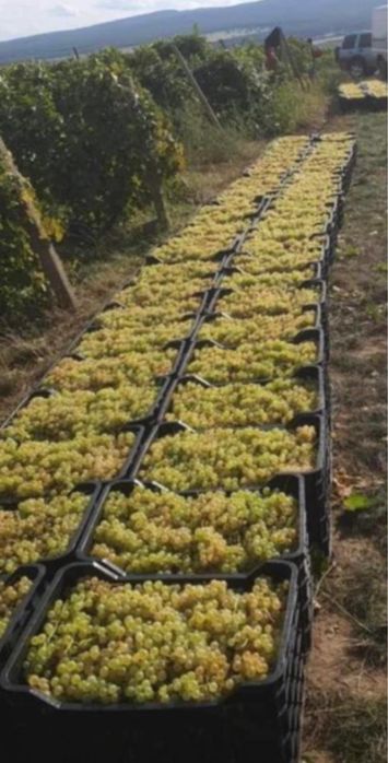 Vindem struguri pentru vin