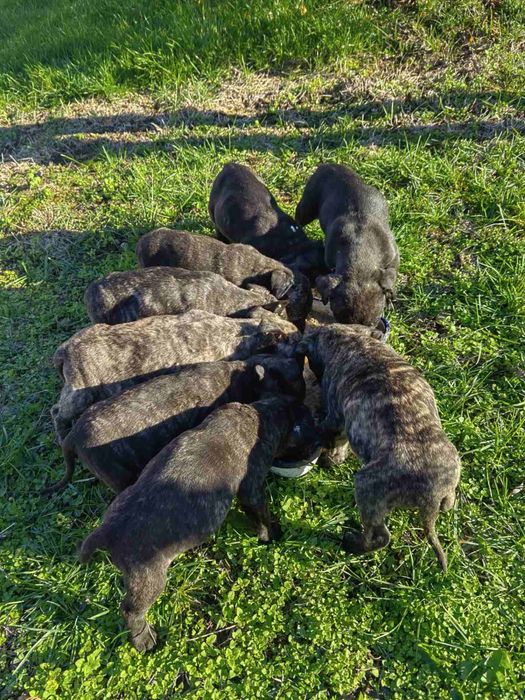 Кучета -Перо де преса канарио