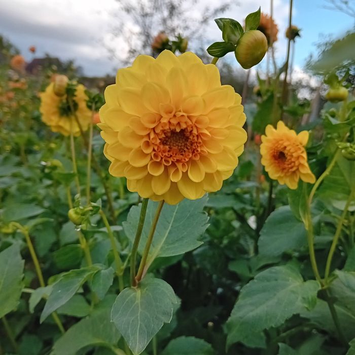 Bulbi de dalii culori garantate