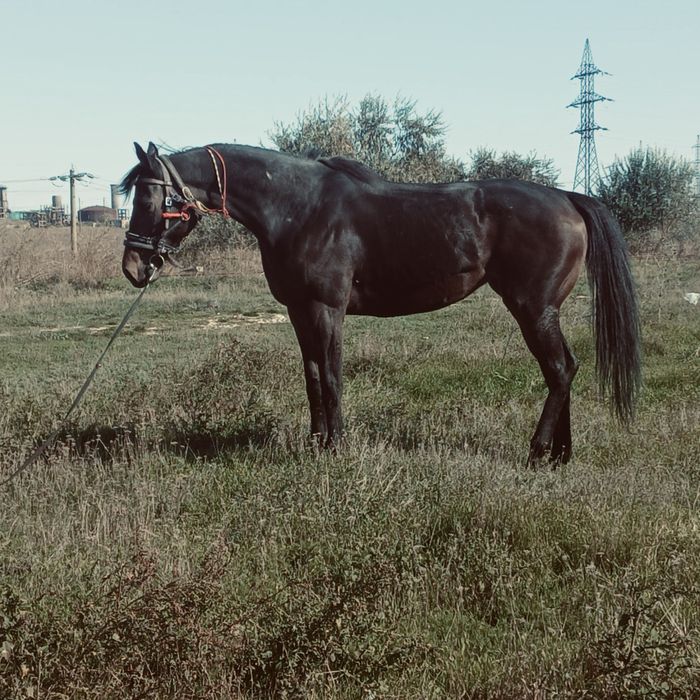 Vand Iapa Pur Sange Englez