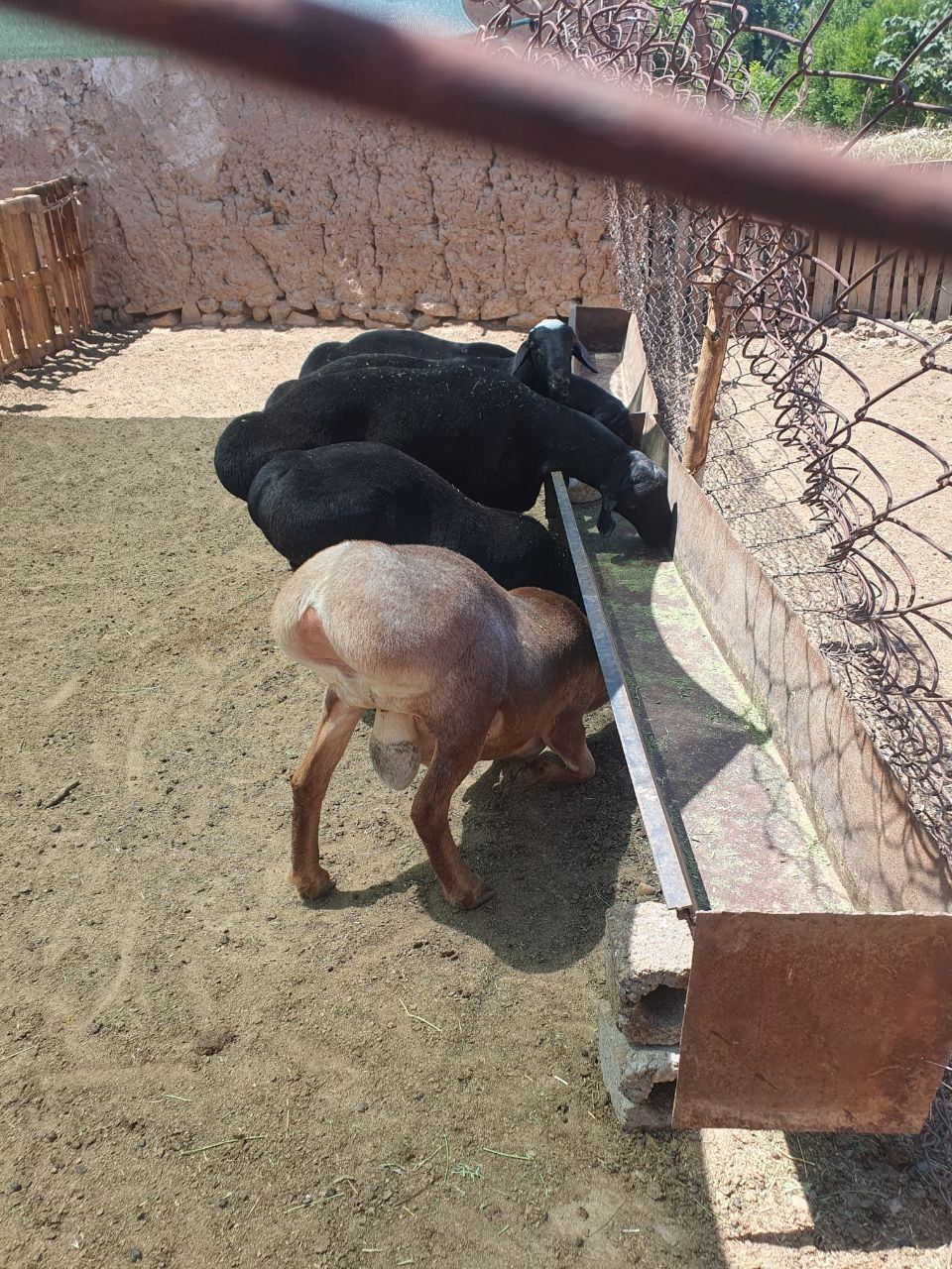 Кочкор кой     qoy qochqor