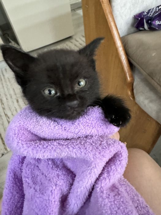 Отдам котенка добрым людям