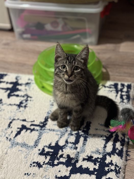 Котенок ишет дом