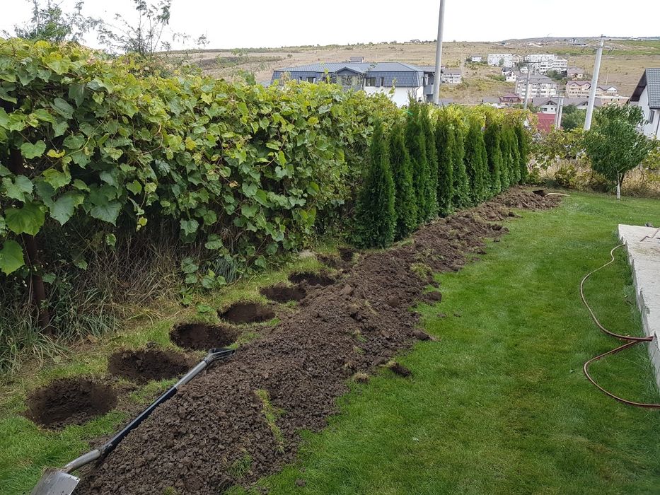 Magnolia ,mesteacăn, tei argintiu, Tuia,pini,