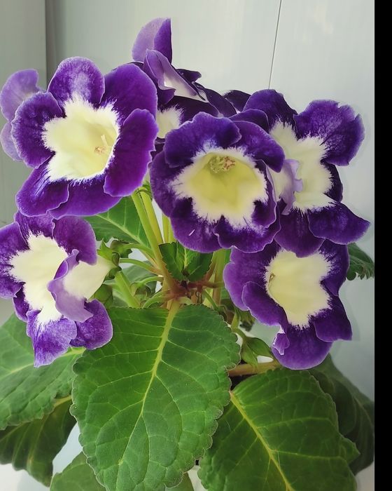 Продам всходы глоксинии