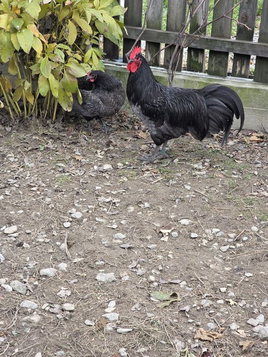 Cocosi Australorp
