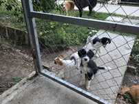 Cățeluși spre adopție, pui, de toate rasele