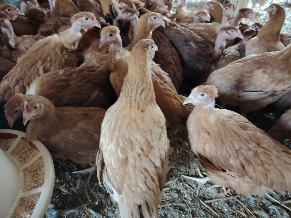 Vând puicuțe mixte Kabir