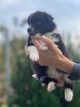 Femela de Border Collie cu pedigree din parinti campioni
