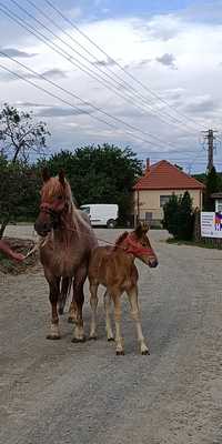 Vând iapa de 7 ani