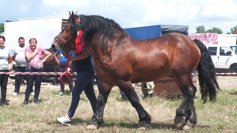 Vând armăsar foarte blând