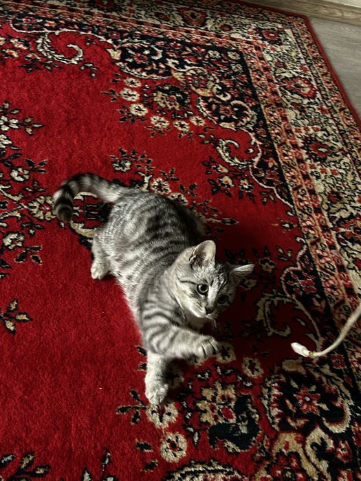 Продаеться кошка 1 лет