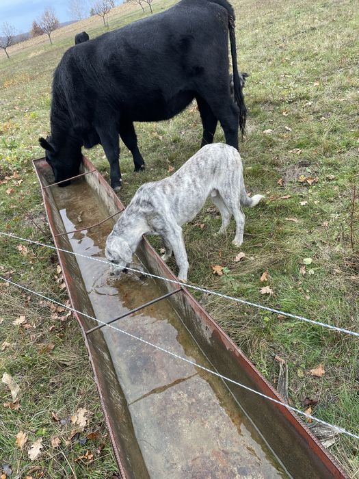 Ciobanesc Asia Centrala