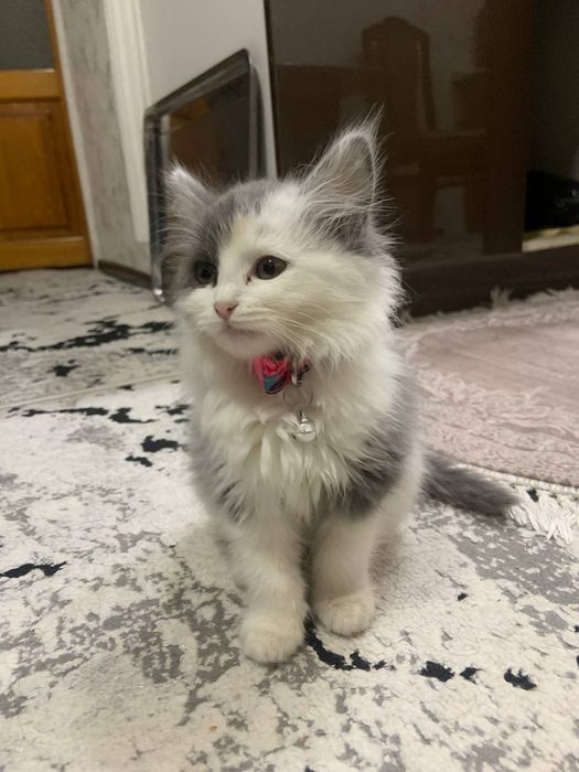 Продаётся кошка трёхмесячный порода норвежский лесной кошка  девочка .