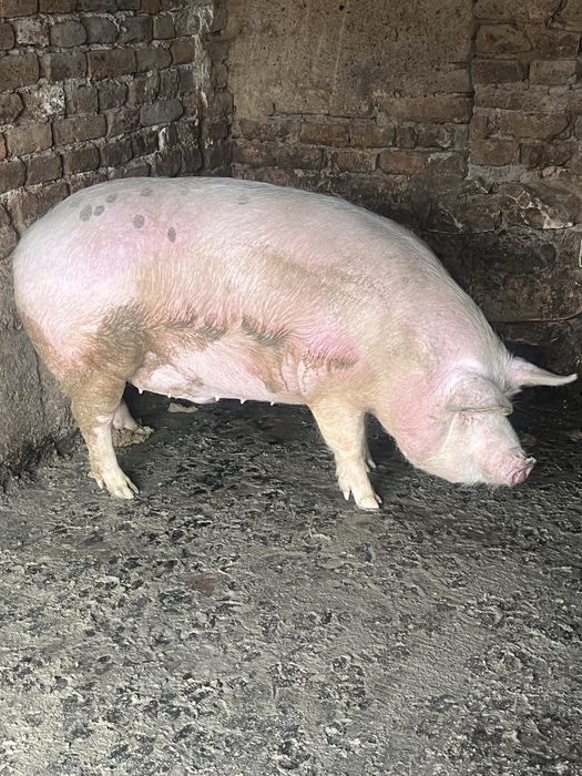 Продавам мъжко прасе