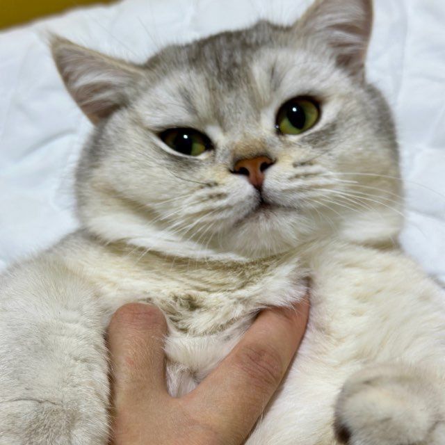 British shorthair silver shinshilla