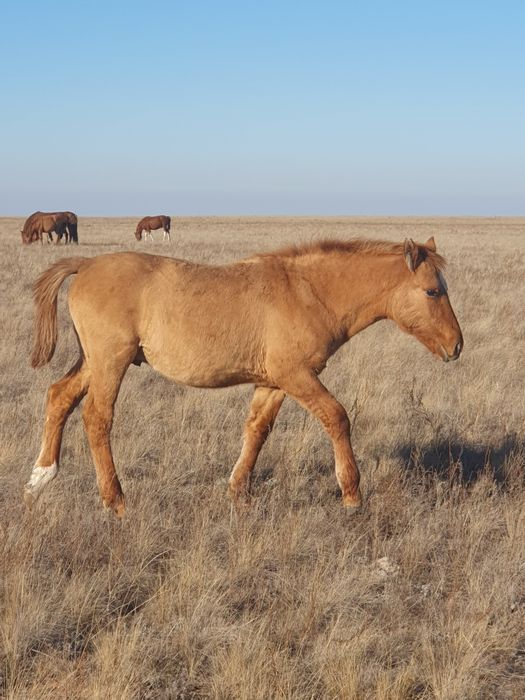 Жабағы соғым жирный крупный доставка