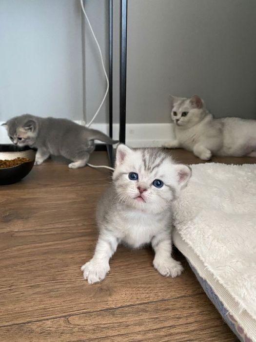 Британский котенок