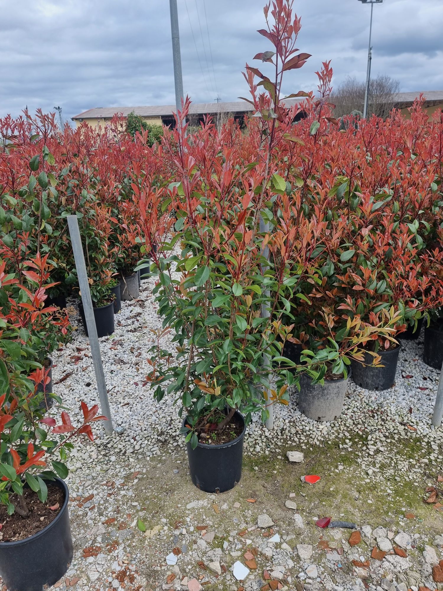 Photinia red robin- Eunomius pe tija