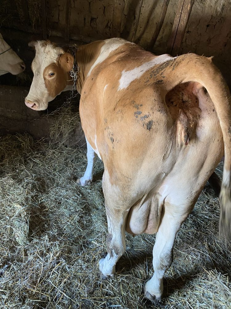 Vaca baltata romaneasca