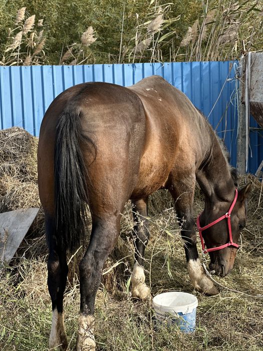 Лошадь айғыр 6 жасар