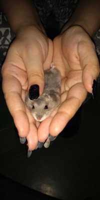Hamsteri pitici Rusesc/Siberian blanzi, NU musca