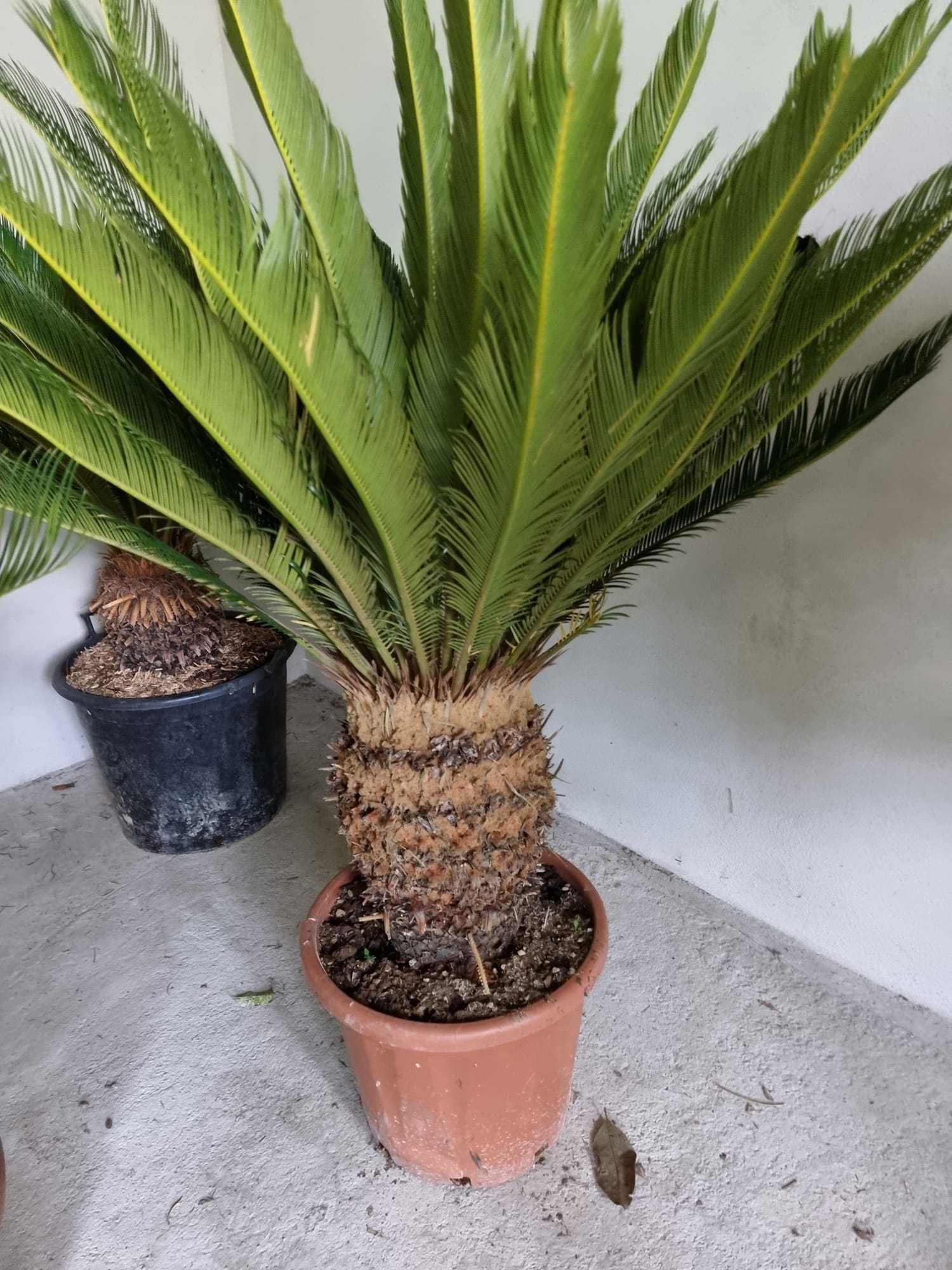 Palmieri rezistenți la frig