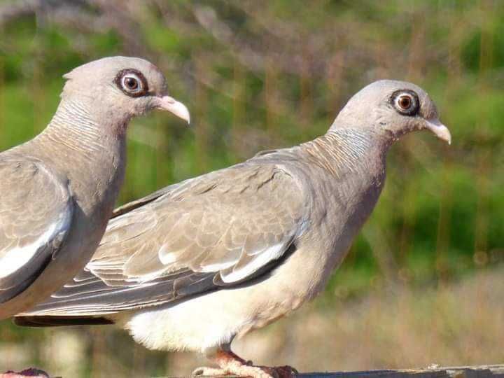 Porumbei exotici Columba Corensis