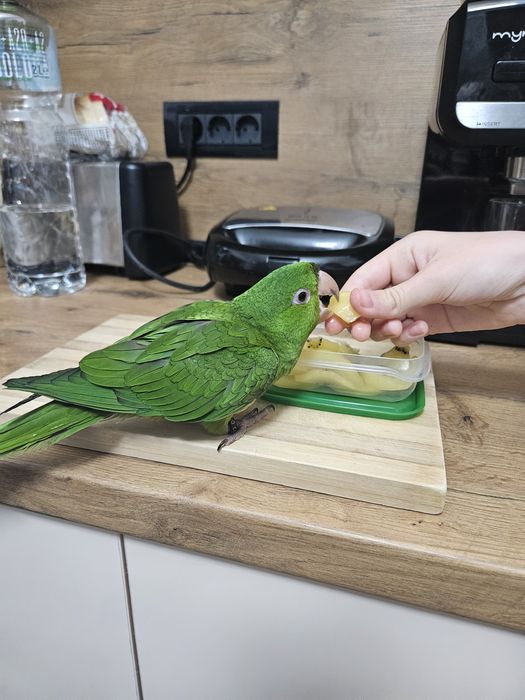 Pui papagal Conur cu Gâtul Roșu / Red Throated Conure