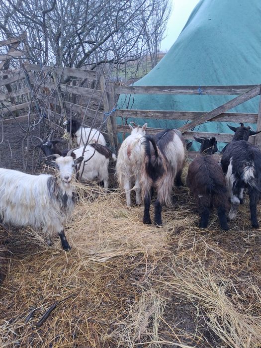 5 Capre si un tzap de vanzare