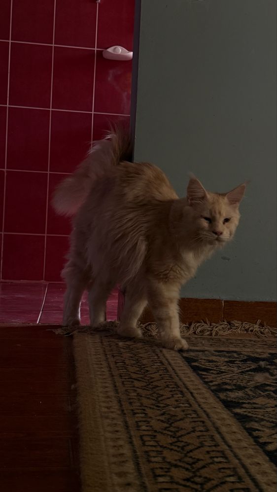 Maine Coon Gigant