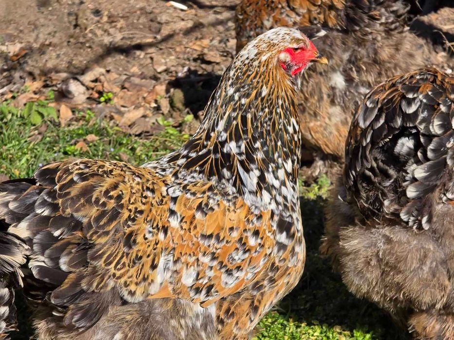 Vând ouă de reproducție Brahma diferite culori