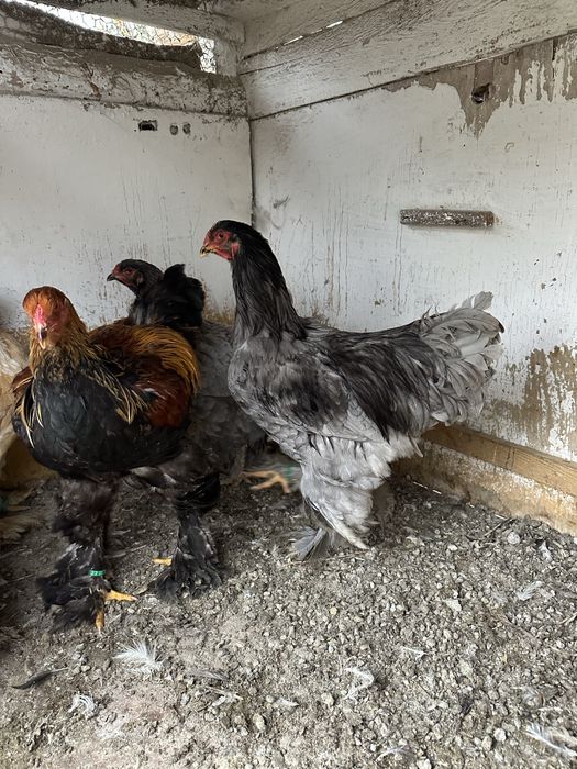 Disponibile Pasari brahma